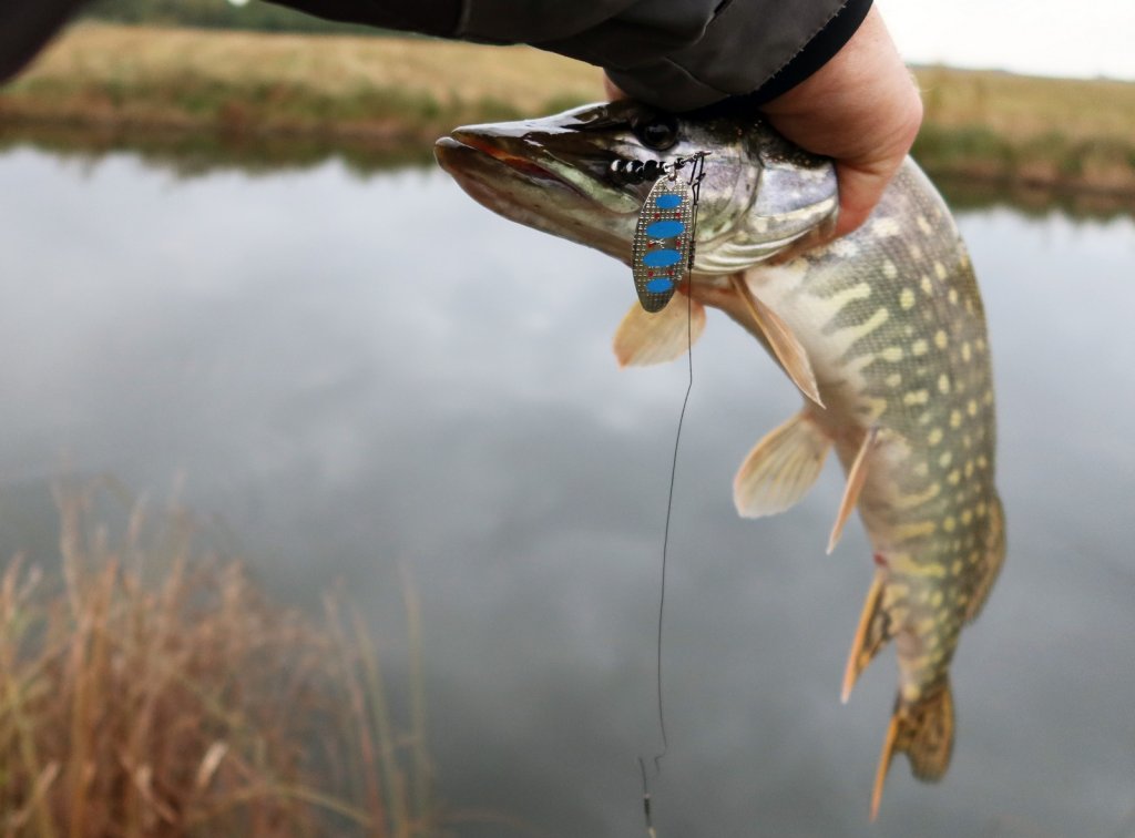 Щука клюнула на вертушку