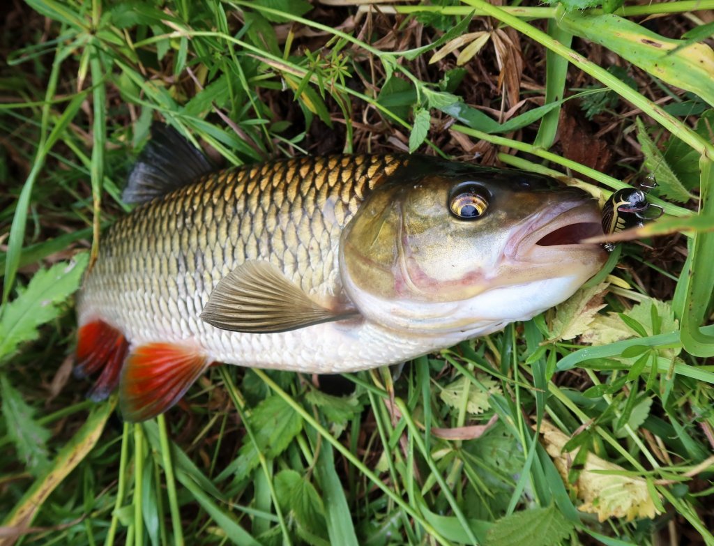 Трофейный голавль с чёрным воблером