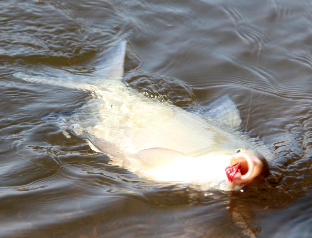 Лещ, пойманный на мотыля