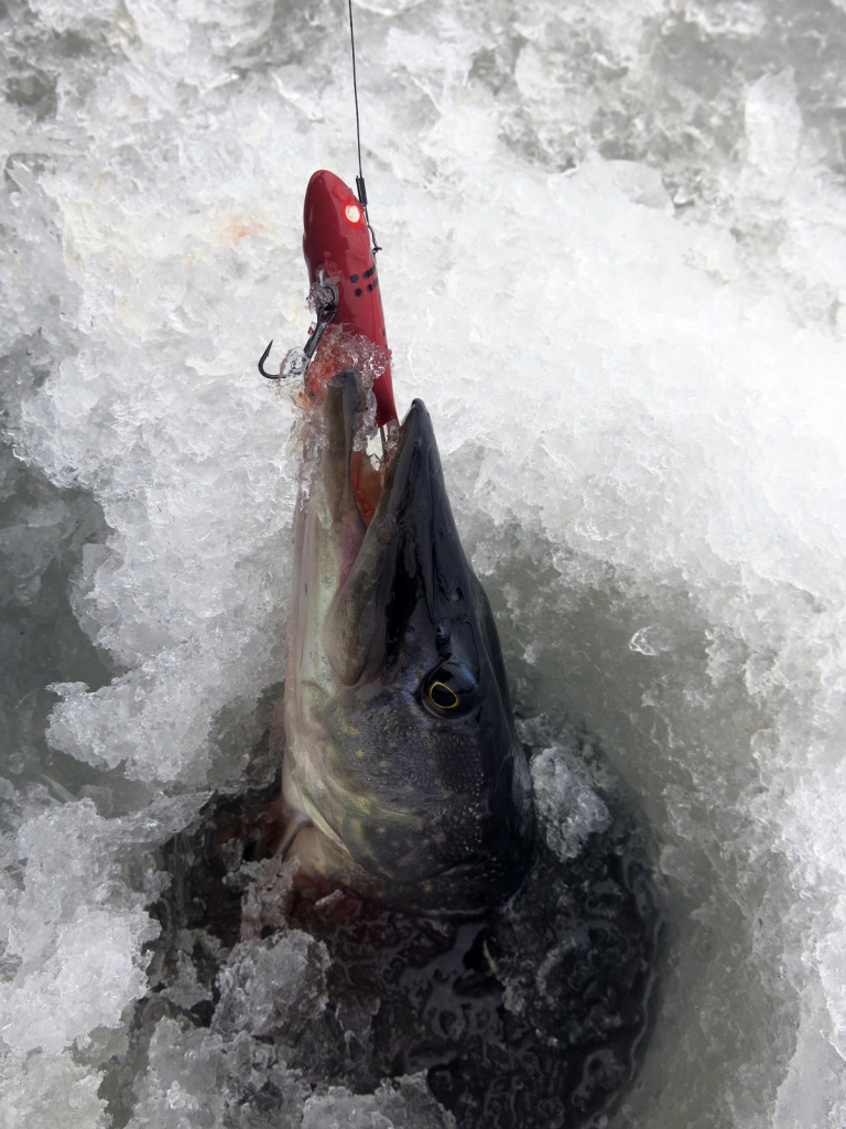 Балансирная щука в начале сезона