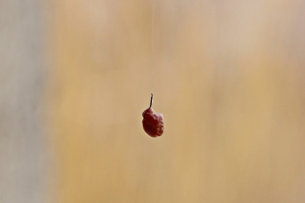 Тесто для плотвы на крючке