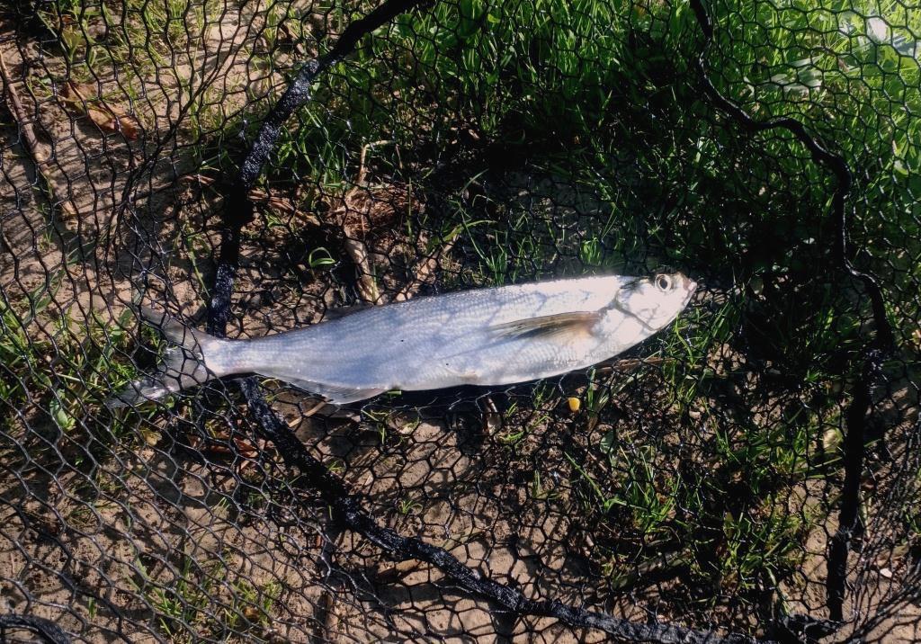 Пойманная чехонь Выловленная чехонь в посдачеке