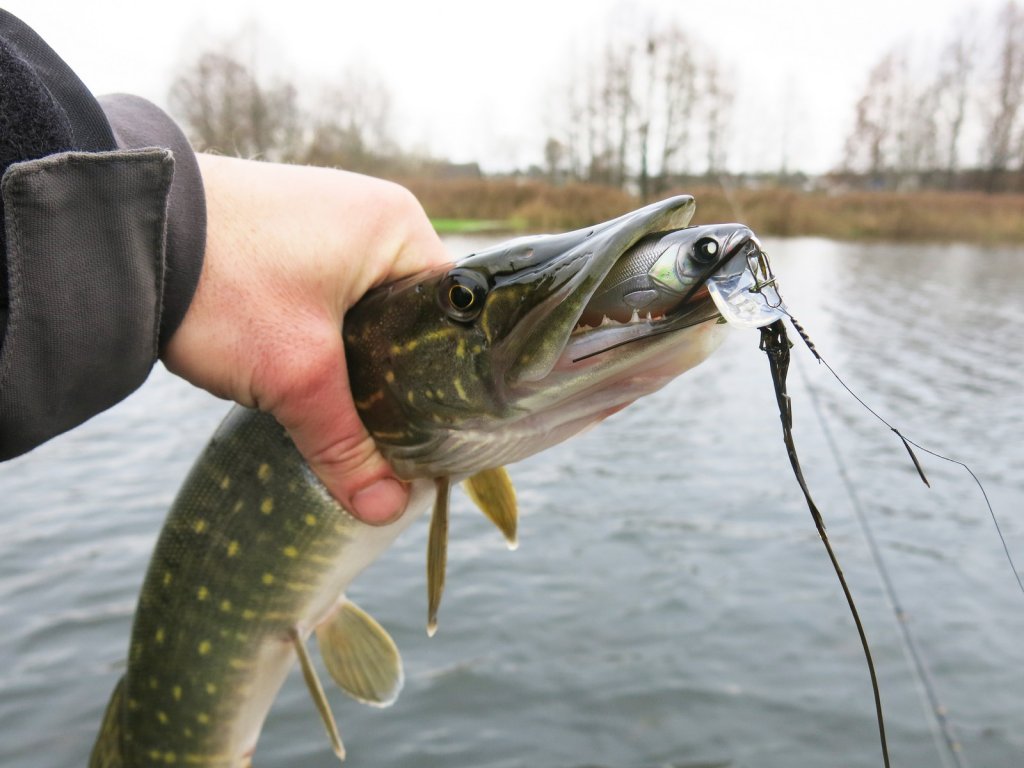 Щука глубоко заглотила воблер