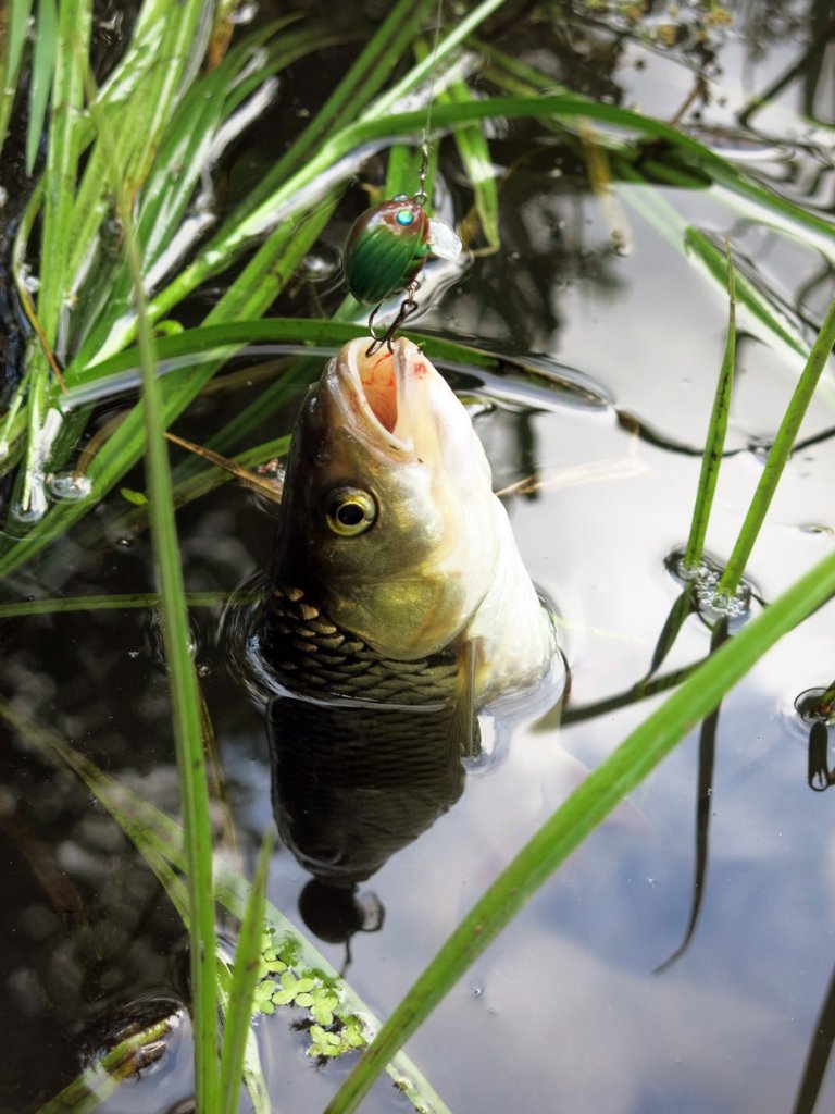 Голавль с воблером Salmo Lil' Bug в траве