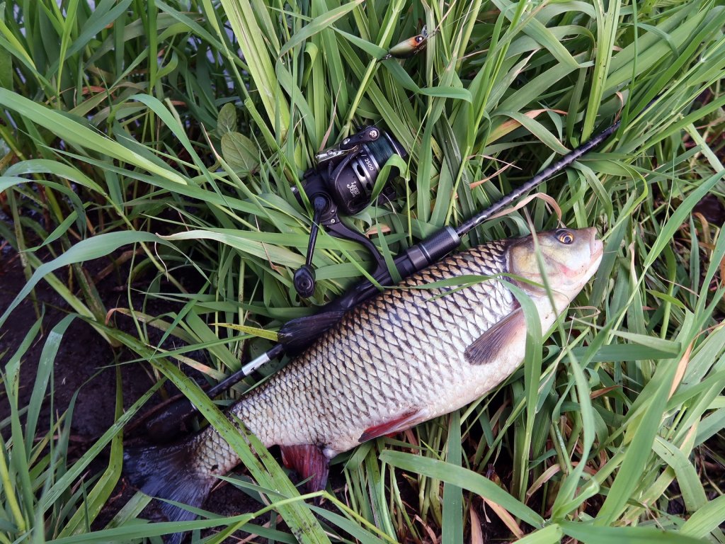 Голавль со снастью на траве