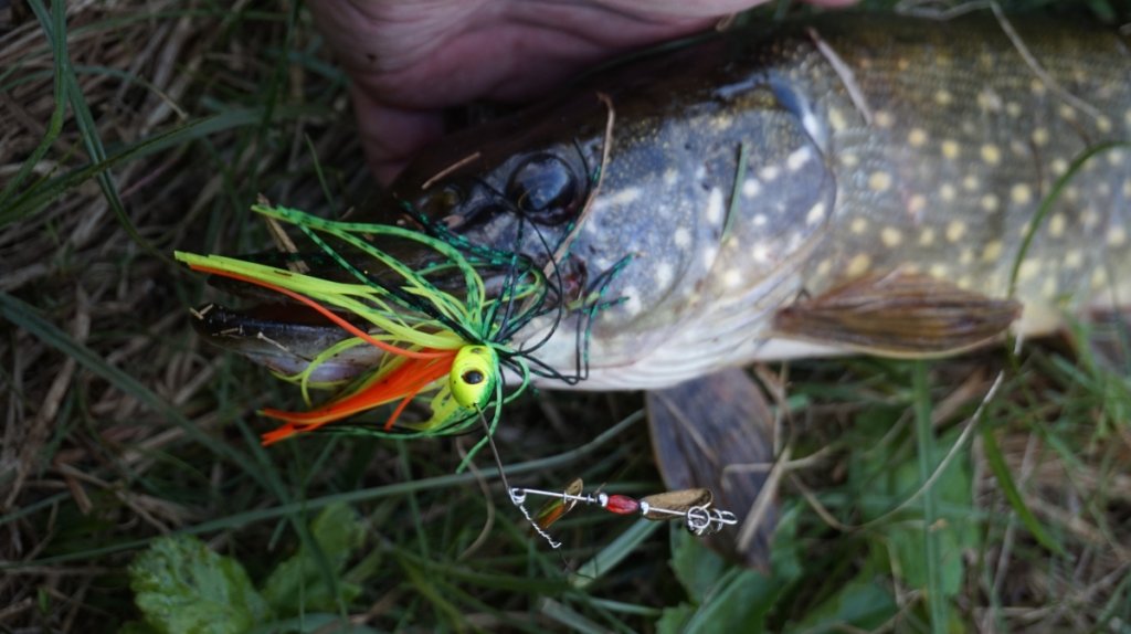 Спиннербейт Lucky John Shock Blade Спиннербейт LJ Shock Blade в пасти щуки