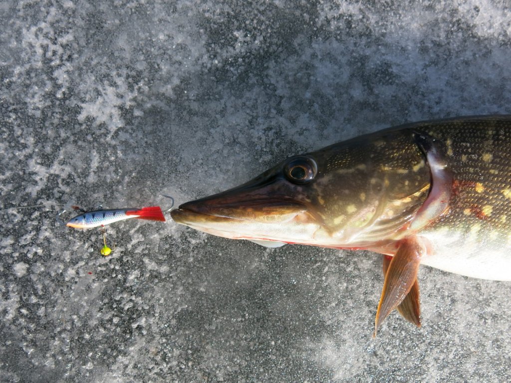 Щука клюнула на натуральный балансир Щука клюнула на натуральный балансир