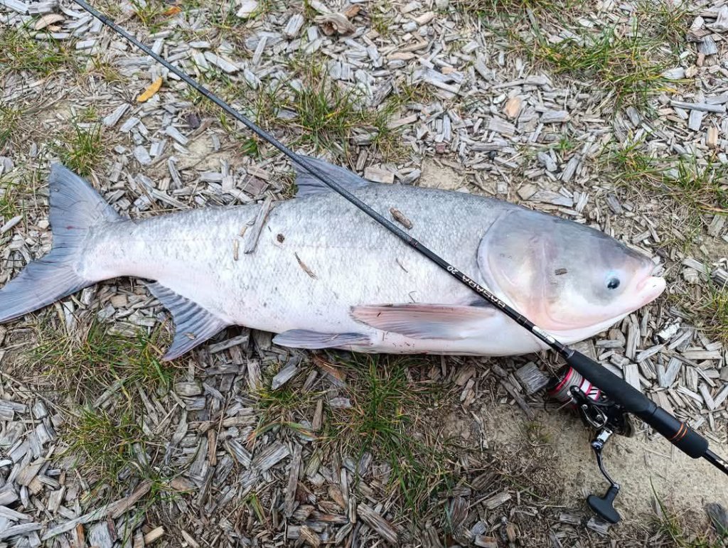 Улов на спиннинг Lucky John Basara 20 Крупная рыба лежит на земле и на ней лежит спиннинг Lucky John Basara 20