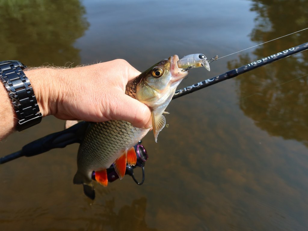 Голавль с воблером и спиннингом в руке