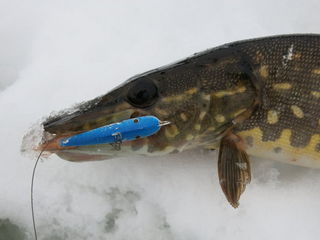 Щука клюнула на балансир с синей спинкой