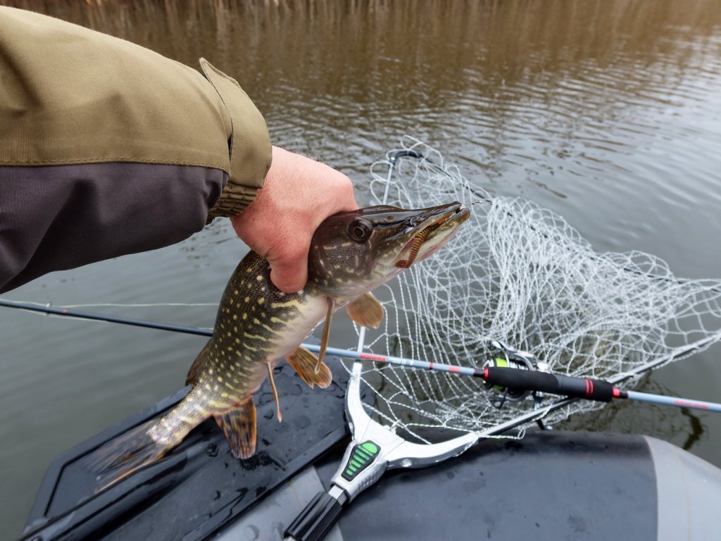 Щука, снасть и подсачек в лодке