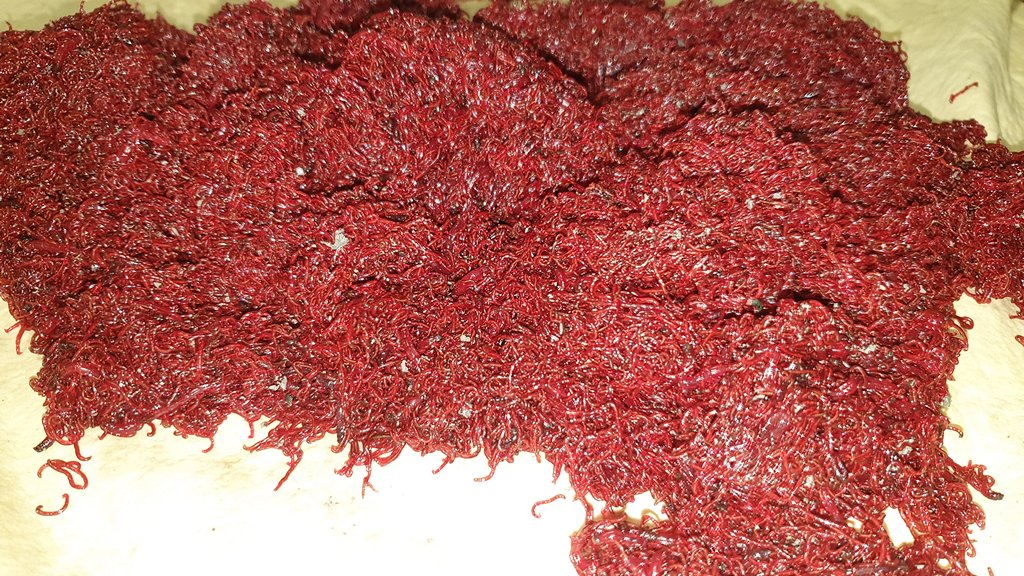 Хранение мотыля в домашних. Лоток для хранения мотыля. Мотыль для рыбалки. Как хранить мотыля для рыбалки. Коробочка для мотыля.