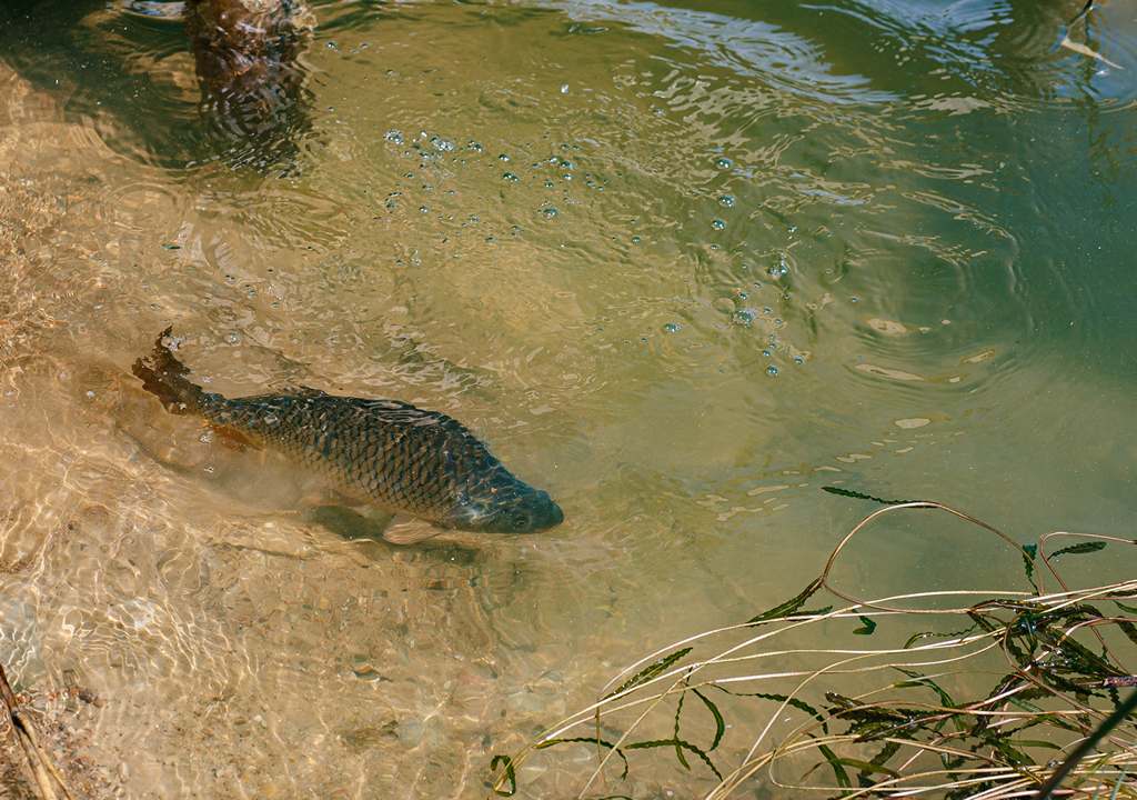 ловля карпа осенью на платниках 00005.JPG