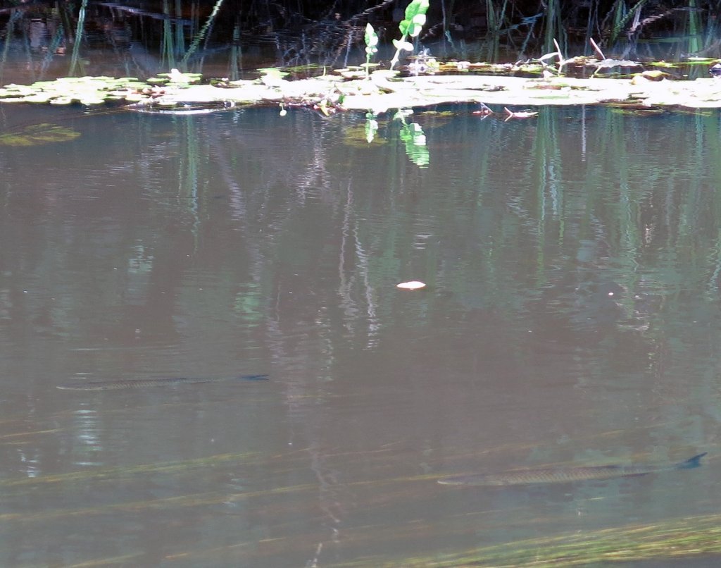 Голавли плавают в реке