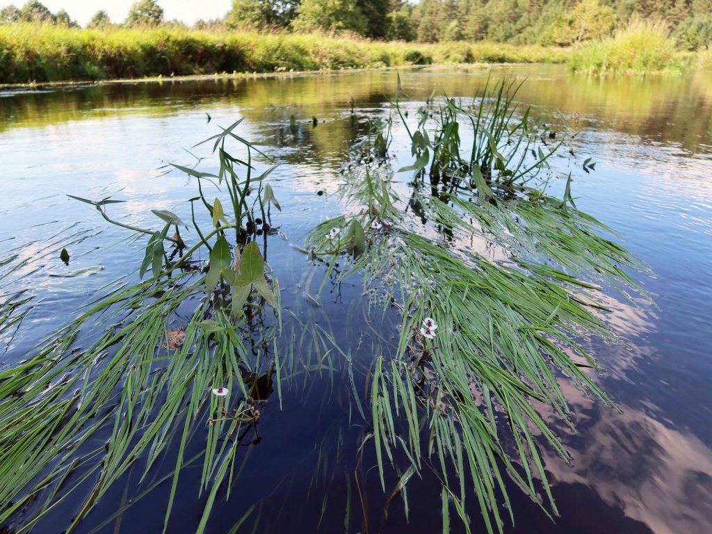 Красивая летняя река
