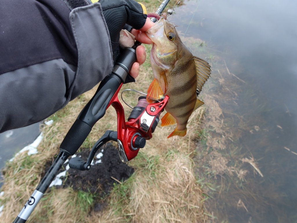 Весенний окунь и снасть для его ловли