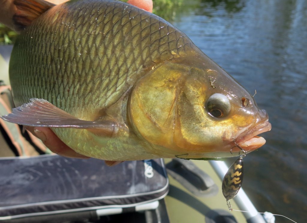 Крупный язь на воблер Salmo Tiny