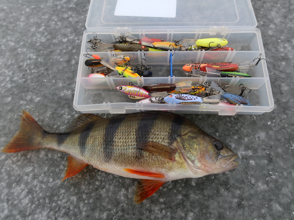 Окунь на льду рядом с балансирами Lucky John Mebaru