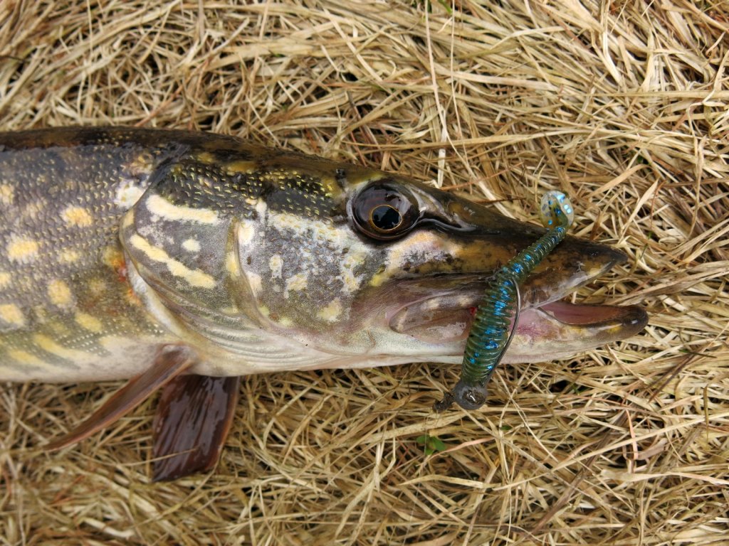 Щука поймана на виброхвост Lucky John Spark Тail 3 в цвете Т59