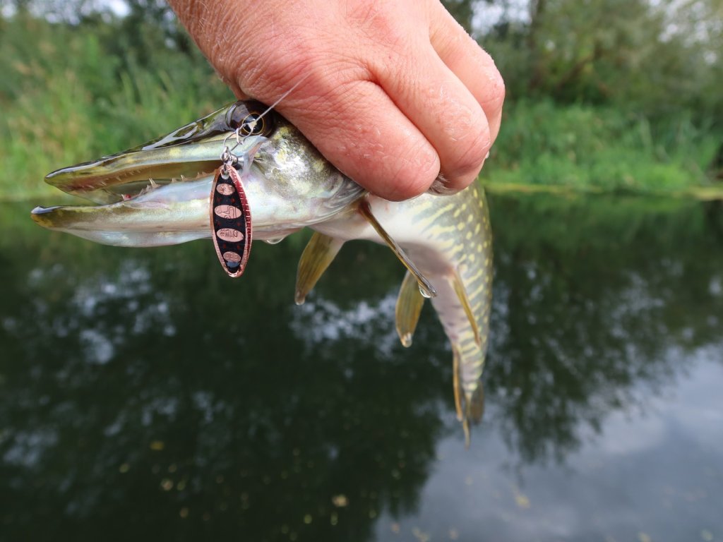 Щука с медной вертушкой во рту