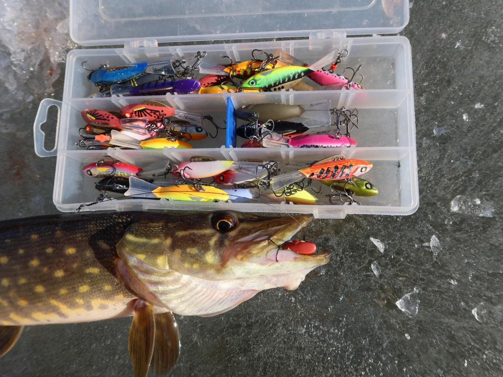 Щука на льду пойманная на балансир Lucky John Mebaru