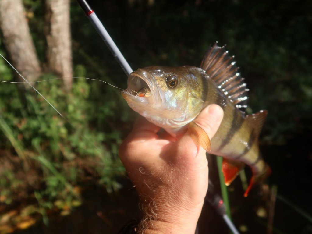 Крупный окунь проглотил воблер