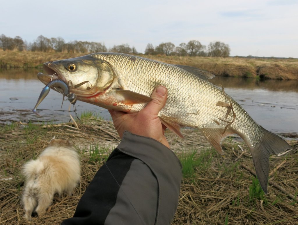 Жерех клюнул на мягкую приманку