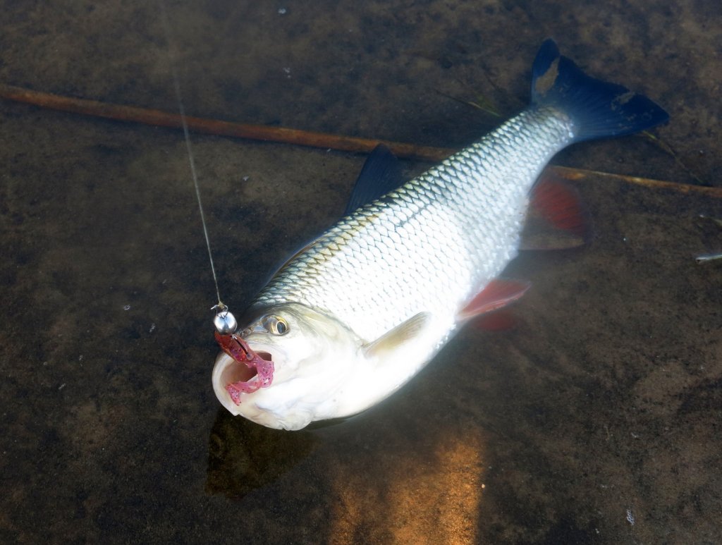 Голавль клюнул на силикон