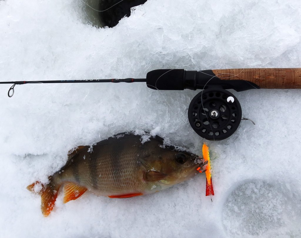 Активный окунь клюёт на грубую снасть
