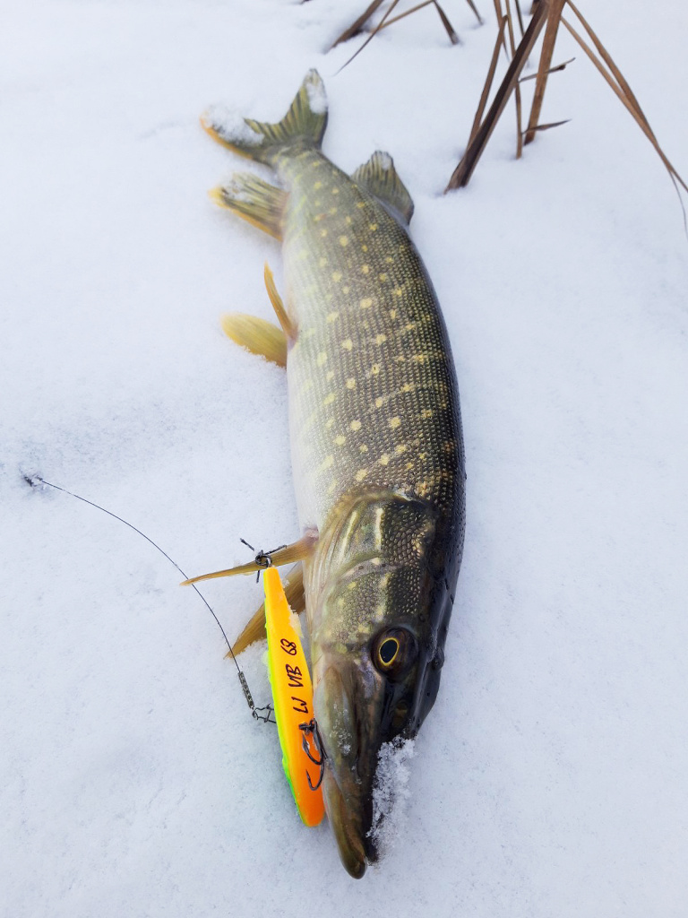 Щука с кислотным вибом Lucky John VIB 68S в пасти