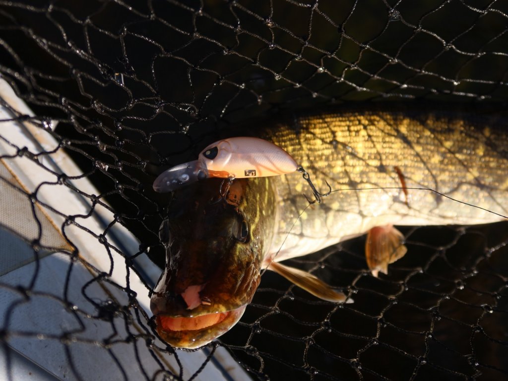 Щука клюнула на воблер-кренк