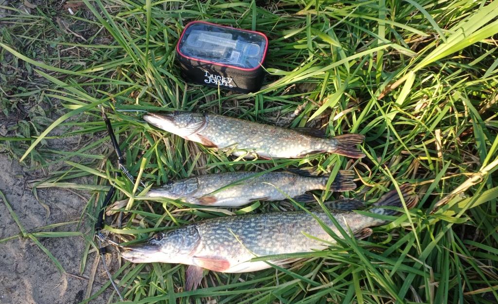 Три пойманные щуки после ловли в коряжнике