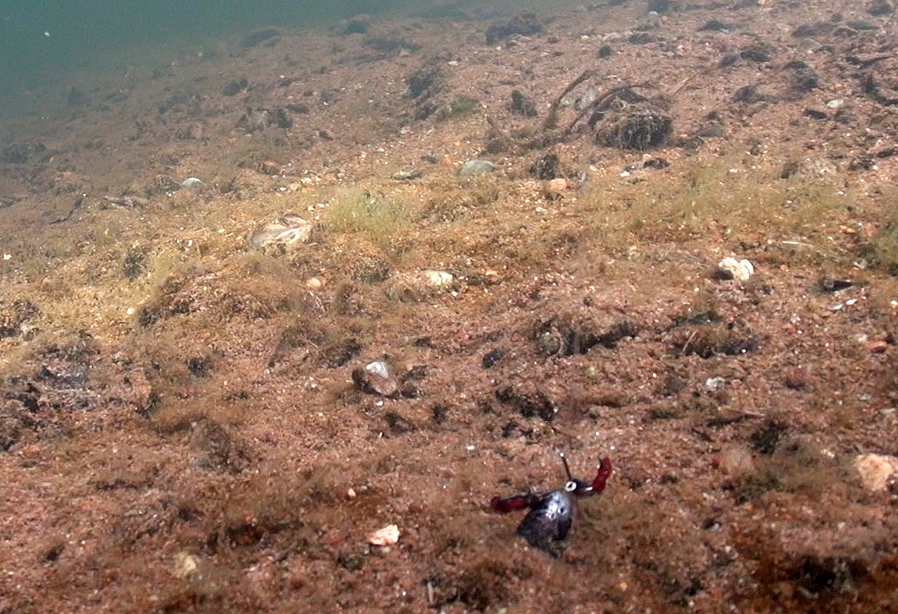 Приманка балда на дне под водой