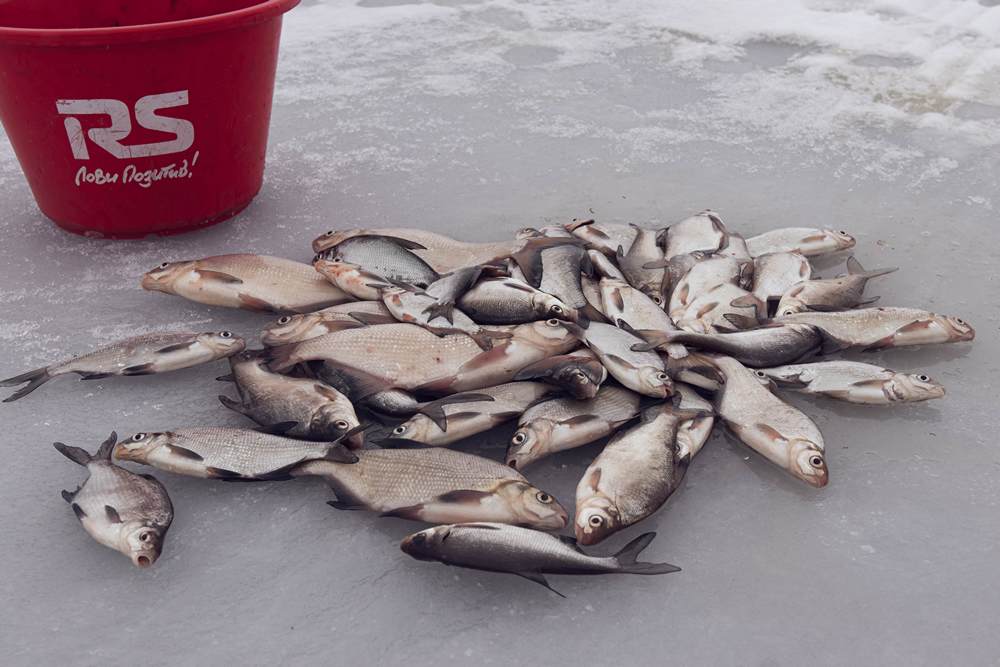 Подлещик по последнему льду