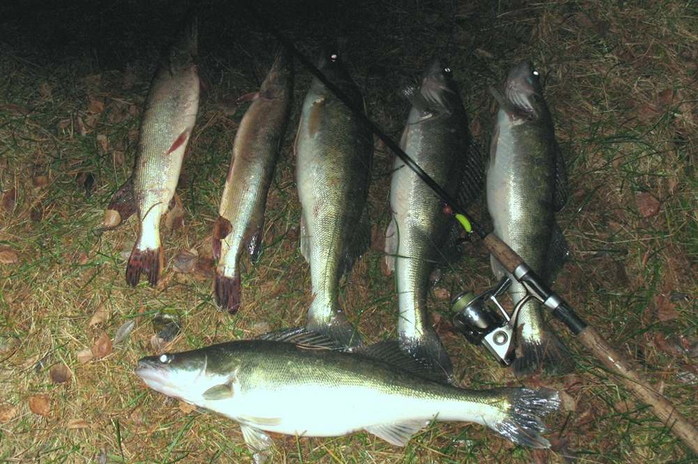 Нюансы ловли судака с лодки после заката 