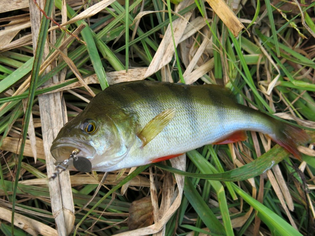 Окунь клюнул на маленькую вертушку