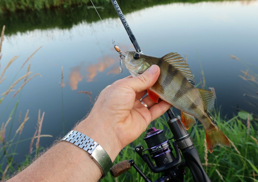 Окунь со снастью и приманкой
