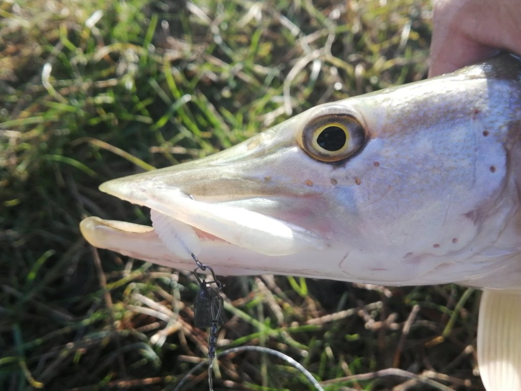 Щука на Lucky John Spark Tail белого цвета