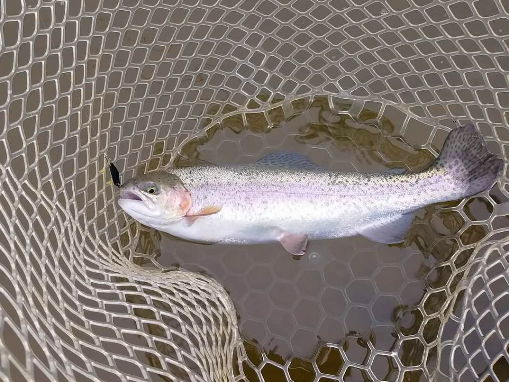 Форель с блесной во рту в силиконовом подсаке Форель с блесной во рту в силиконовом подсаке