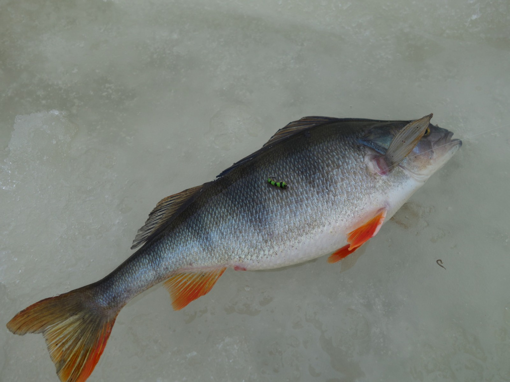 Окунь и безмотыльныя мормышка