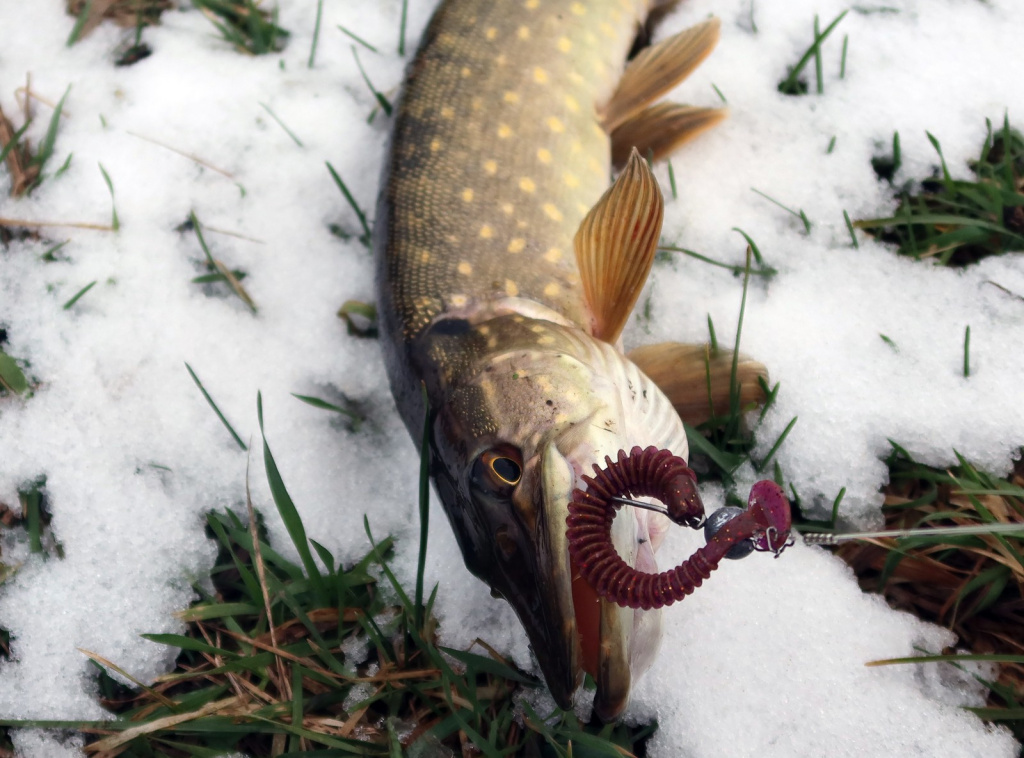 Щука пойманная на офсетный крючок лежит на снегу