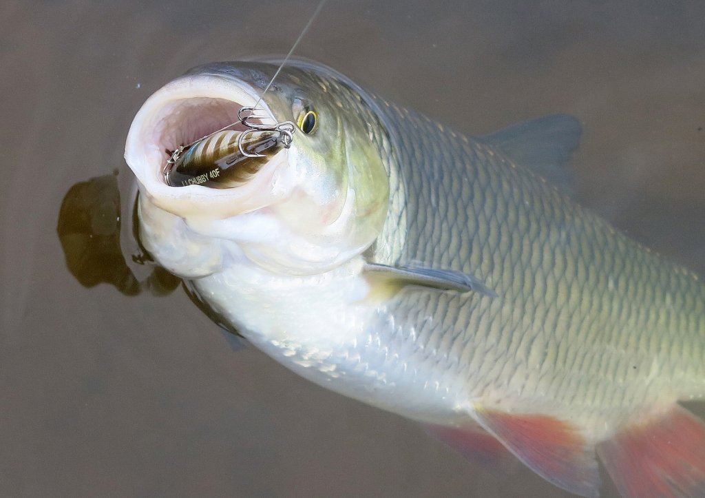 Крупный голавль пойман на воблер
