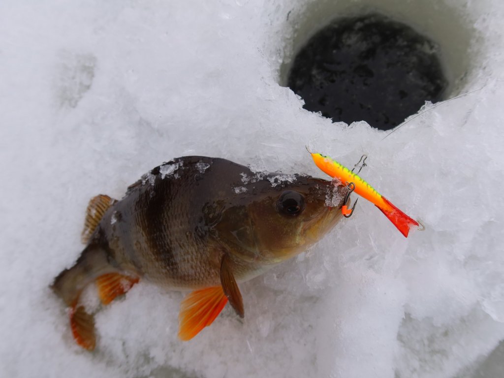 Окунь клюнул на яркий балансир