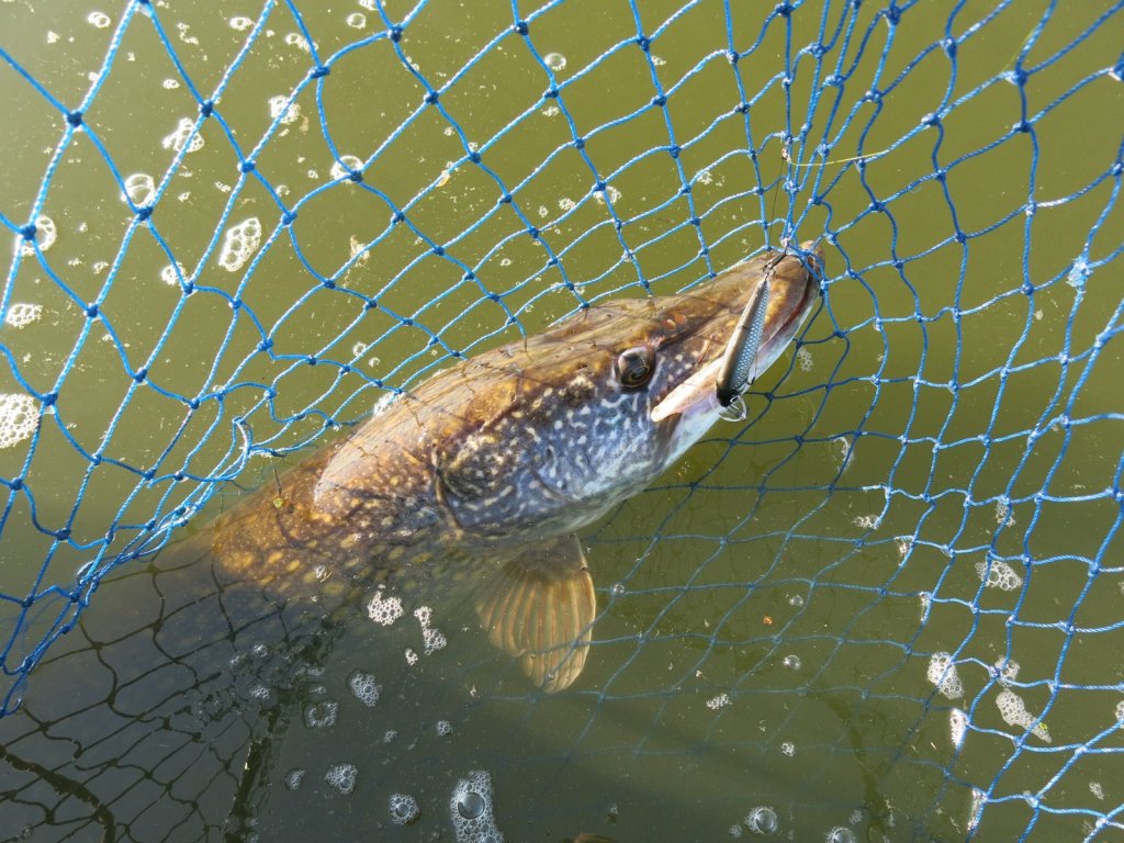 Щука в подсачеке Щука в подсачеке