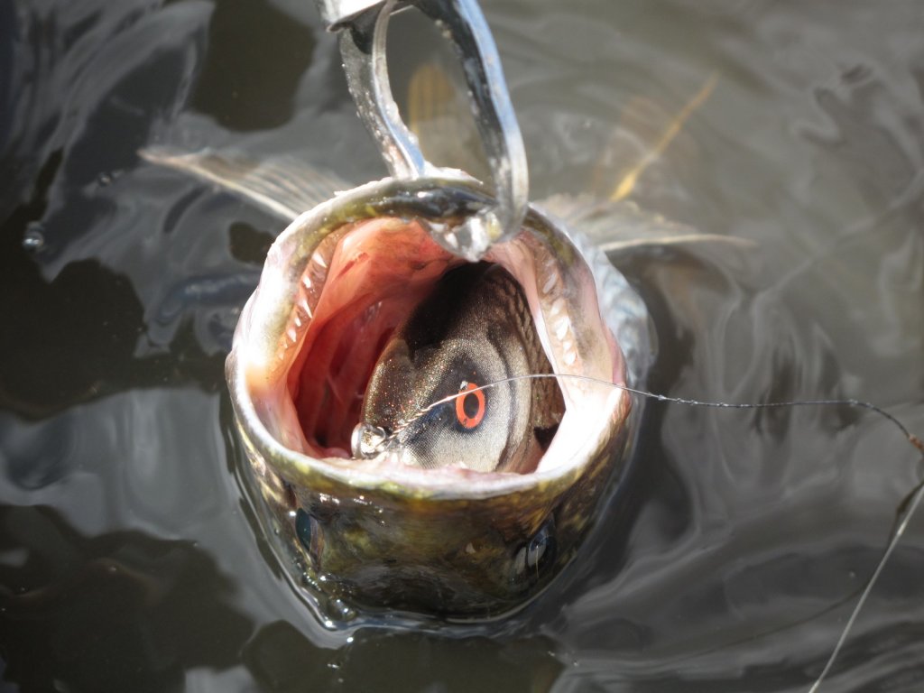 Щука глубоко проглотила приманку Щука глубоко проглотила приманку
