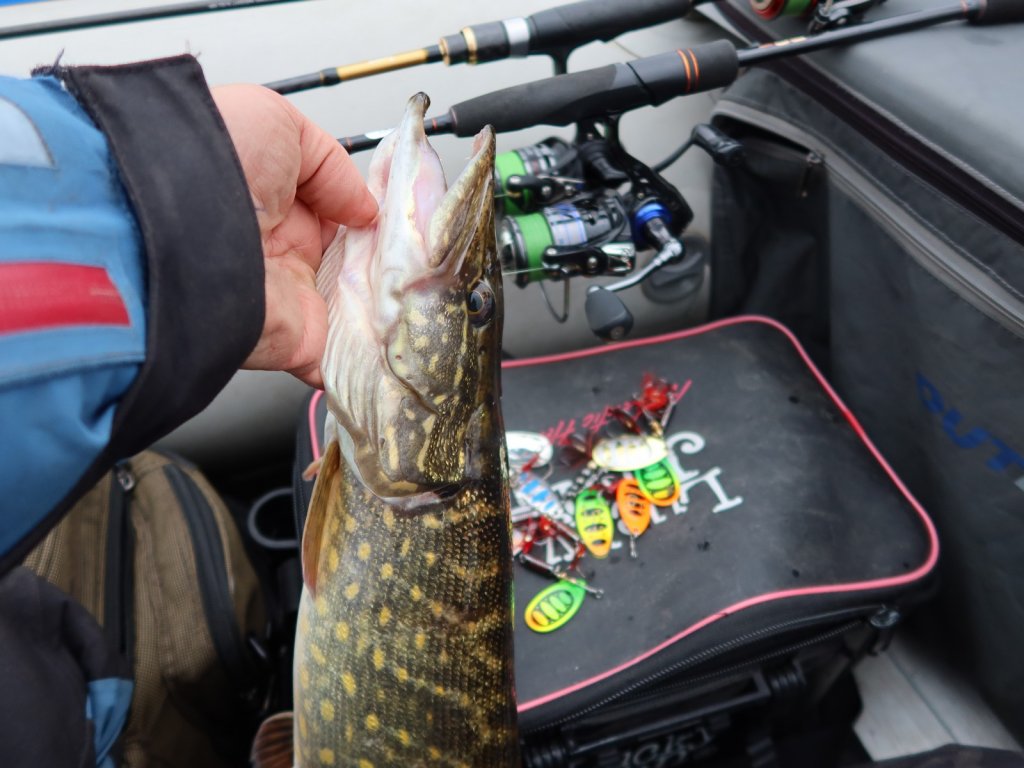 Щука на фоне спиннингом и сумки с вертушками