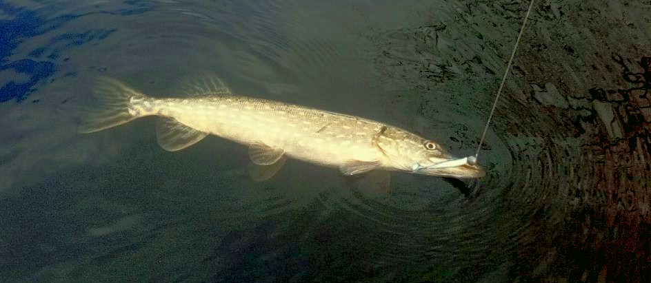 как доловить щуку (7).jpg