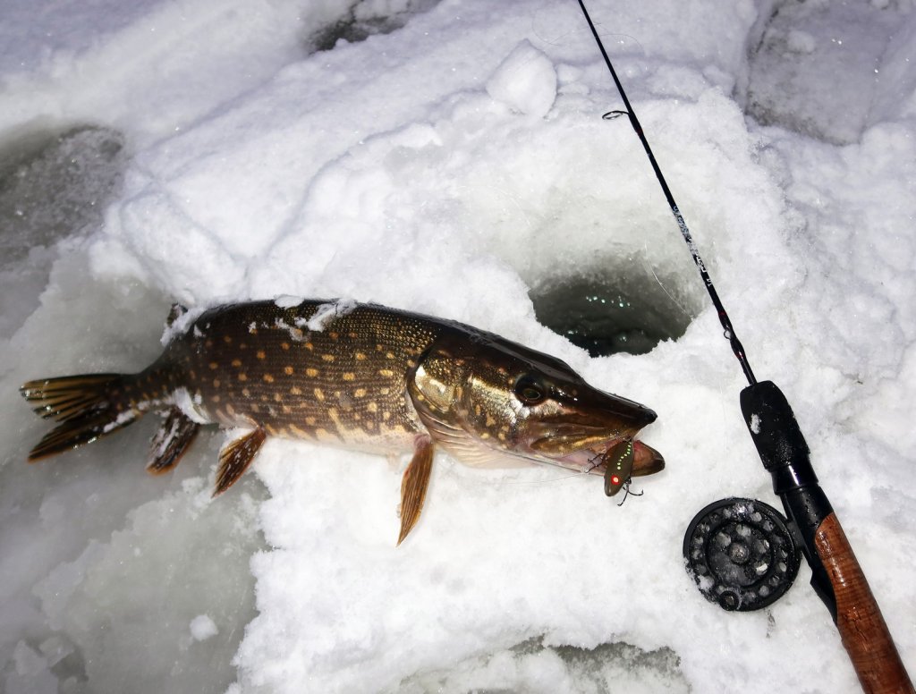 Щука с удочкой и приманкой возле лунки