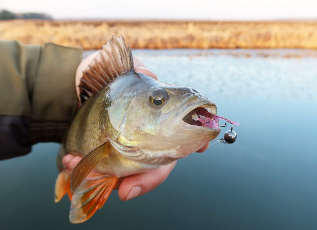 Окунь хорошо ловится на микроджиг