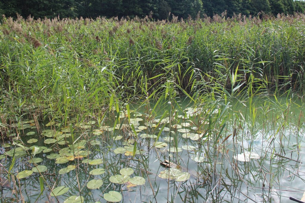 "Цветущая" вода на озере